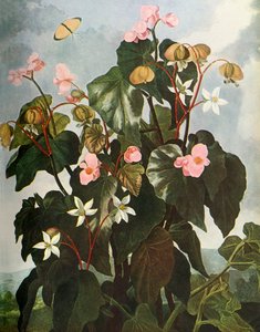 ओब्लिक-लीव्ड बेगोनिया, c1800, 1948। द्वारा काल्डवेल