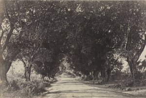 एवेन्यू ऑफ द बानियन ट्रीज़, शेरिंगम, भारत, 1858।