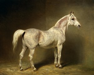 हेल्मथ काउंट वॉन मोल्टके, 1855 की सफेद अरबी काठी &39;बीट्राइस&39;