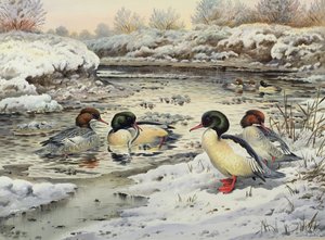 Goosanders द्वारा कार्ल डोनर