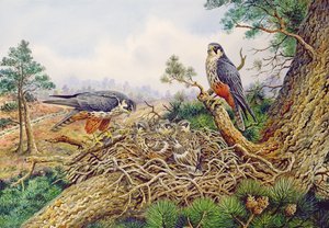 हॉब्स अपने घोंसले में द्वारा कार्ल डोनर