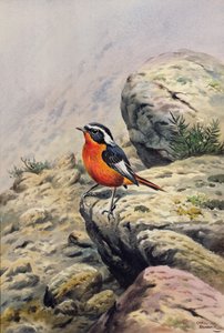 मूसिएर्स रेडस्टार्ट द्वारा कार्ल डोनर