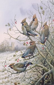 Waxwings द्वारा कार्ल डोनर