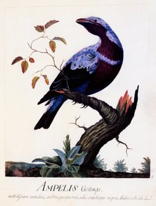  द्वारा कार्ल लिनिअस