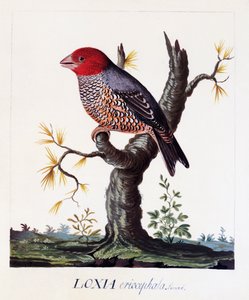  द्वारा कार्ल लिनिअस