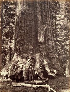 ग्रिजली जाइंट का बेस, जाइंट सिकोइया ट्री, योसेमाइट, कैलिफोर्निया, 1868