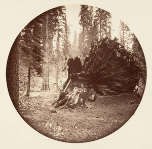 ईगल विंग - कैलावरस ग्रोव, सीए। 1878.