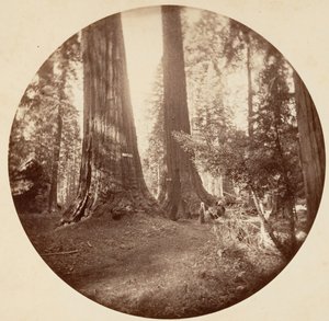 ओल्ड डोमिनियम और अंकल टॉम का टैवर्न। कैलावरस ग्रोव, सीए। 1878.