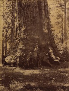 गैलेन क्लार्क, मारिपोसा ग्रोव, योसेमाइट, 1865-66 के साथ ग्रिजली जायंट की धारा।