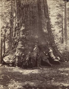 गैलेन क्लार्क, मारिपोसा ग्रोव, योसेमाइट, 1865-66, मुद्रित सीए के साथ ग्रिजली जायंट की धारा। 1876.