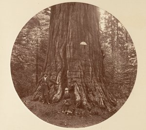 एम्पायर स्टेट - सी ग्रोव, सीए। 1878. द्वारा कार्लटन एम्मन्स वॉटकिंस