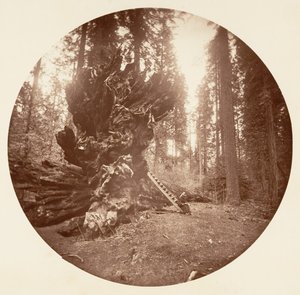 जंगल के जनक - द हॉर्स बैक साइड। कैलावरस ग्रोव, सीए। 1878.