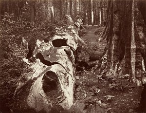 वन के पिता, 112 फीट परिधि, कैलावरस ग्रोव, 1865-66, मुद्रित सीए। 1876. द्वारा कार्लटन एम्मन्स वॉटकिंस