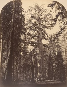 द ग्रिस्ली जायंट, मारिपोसा ग्रोव, योसेमाइट, 1861। द्वारा कार्लटन एम्मन्स वॉटकिंस