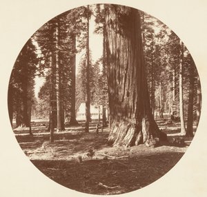 ग्रोव से मैमथ ग्रोव होटल - कैलावरस, सीए। 1878. द्वारा कार्लटन एम्मन्स वॉटकिंस
