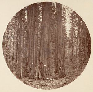 [योसेमाइट नेशनल पार्क, कैलिफ़ोर्निया], सीए। 1878. द्वारा कार्लटन एम्मन्स वॉटकिंस