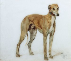ए फॉन ग्रेहाउंड, 1897