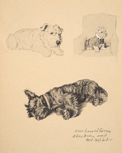 वायर-हेयर टेरियर, एबरडीन और वेस्ट हाईलैंडर, 1930, जस्ट स्केच फ्रेंड्स, एल्डिन, सेसिल चार्ल्स विंडसर (1870-1935) के लिए उपयोग की गई उनकी स्केच बुक से प्राप्त चित्र, बाद में आईरे और स्पाइसिसोव द्वारा प्रकाशित किए गए। द्वारा सेसिल चार्ल्स विंडसर एल्डिन