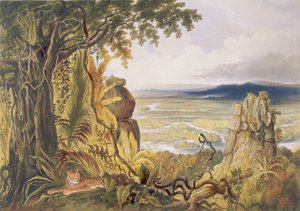 जॉर्ज बार्नार्ड (fl.1832-90) पब द्वारा उकेरी गई &39;व्यूज इन द इंटीरियर इन गुयाना&39; से, एस्सटिबो नदी पर कोमुटी या टाकिएरे रॉक एकरमैन द्वारा, 1840