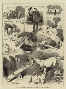 रॉयल एक्वेरियम में ब्रोंचो घोड़े