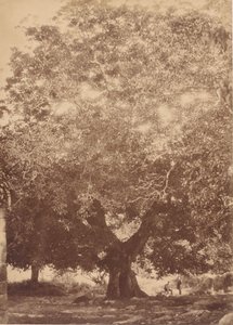 सम्राट चार्ल्स वी, युस्ट, 1858 का अखरोट का पेड़।