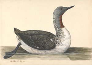  द्वारा चार्ल्स कोलिन्स