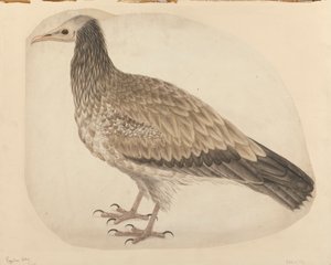  द्वारा चार्ल्स कोलिन्स