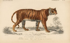  द्वारा चार्ल्स डेसलिन्स डी'ऑर्बिग्नी