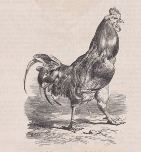 फार्म रोस्टर, सामान्य नस्ल।, मैगासिन पित्तोरेस्क से, सीए। 1852. द्वारा चार्ल्स एमिले जेक