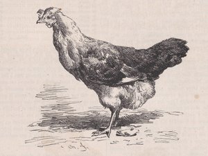 साधारण फ्रेंच मुर्गी, खराब परत।, मैगासिन पित्तोरेस्क से, सीए। 1852. द्वारा चार्ल्स एमिले जेक