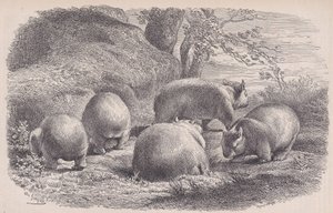 वॉम्बैट, ले मैगासिन पित्तोरेस्क से, सीए। 1852. द्वारा चार्ल्स एमिले जेक
