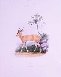 जेम्स एडविन एडवर्ड डावे द्वारा कोब, 'द रुमिनेंटिया' वॉल्यूम से। द्वितीय (जल रंग)