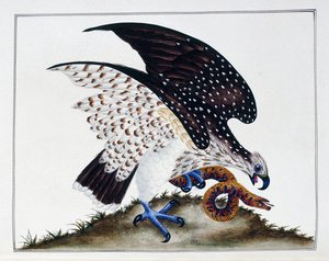 सांप के साथ शिकार का पक्षी, 1808-21 द्वारा चार्ल्स हेस