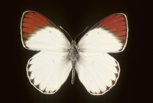 कोलोटिस डाने/क्रिमसन द्वारा चार्ल्स हेनरी जोसेफ लीकरर्ट