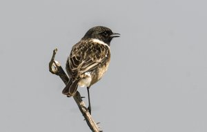 Saxicola torquata/Dawler/Common Stonechat द्वारा चार्ल्स हेनरी जोसेफ लीकरर्ट