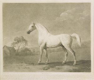 मैमब्रिनो, जॉर्ज स्टब्स के बाद, 1788 (मेजोटोटिन)