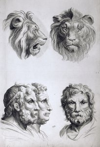 एक शेर और एक आदमी के बीच समानताएं, ले ब्रुन द्वारा &39;ड्राइंग शुरू करने वालों के लिए एक चित्र पुस्तक&39; से