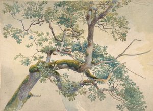 पेड़ की शाखाएँ, 1852-1908।