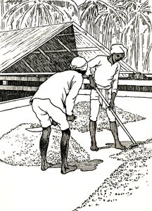 कोको को सुखाने, 1912 द्वारा चार्ल्स रॉबिन्सन