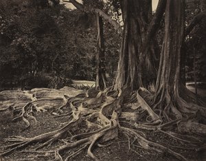  द्वारा चार्ल्स टी. स्कोवेन