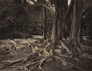 रबर का पेड़, असम, भारत फ़िकस इलास्टिका, लगभग 1880। द्वारा चार्ल्स टी. स्कोवेन