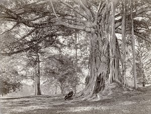 ब्रिटिश सीलोन में एक बड़े देशी पेड़ के नीचे बैठा एक सज्जन, जिसे अब 1880 का श्रीलंका कहा जाता है द्वारा चार्ल्स टी स्कॉवेन और सह