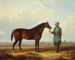 एक दूल्हे द्वारा एक अरब स्टालियन, जो एक परे से परे है