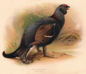 ब्लैक ग्राउज़ टेट्रू टेट्रिक्स, 1900, 1900