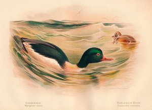 Goosander Merganser कैस्टर, हर्लेक्विन डक कोस्मोनिटा हिस्टेरोनिका, 1900, 1900 द्वारा चार्ल्स व्हिम्पर