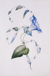 ब्लू कंवलवुलस, 1832 (कागज पर wc)