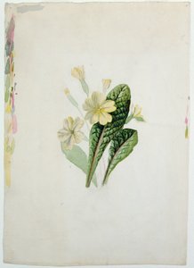 एक प्रिमरोज़ का अध्ययन, c.1830 (कागज पर wc)