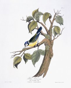 ब्लू टिटमाउस द्वारा चार्लोट ले पेरोट
