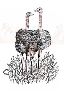 राजहंस, 2018 (कलम और स्याही) द्वारा शार्लोट ओर्री