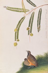 मलक्का से पक्षियों के चित्रांकन से वर्जित बटुआ, c.1805-18 (कागज पर wc) द्वारा चीनी स्कूल